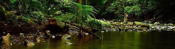 
 Photo Excerpt from
 Oliver Creek  Daintree Rainforest at Dusk 
 Queensland Australia 
 Photo courtesy of Data Shine / Light Magic
